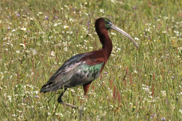 Zwarte ibis