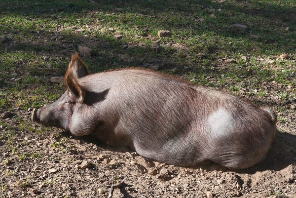 Iberisch varken