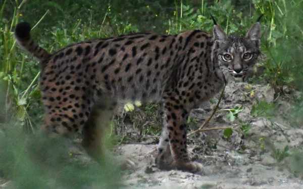 Iberische lynx nabij Rocío