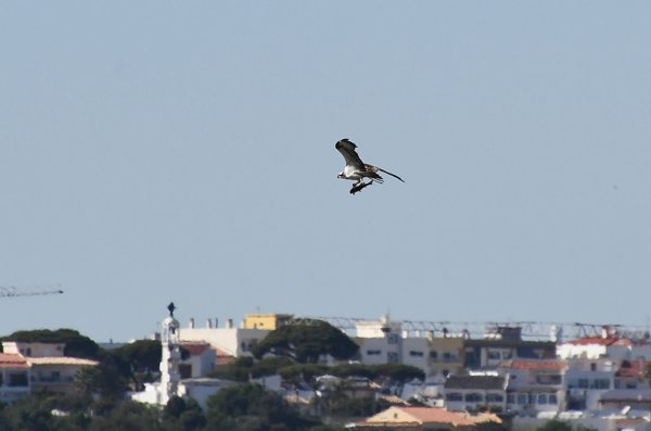 Visarend bij Ria Formosa