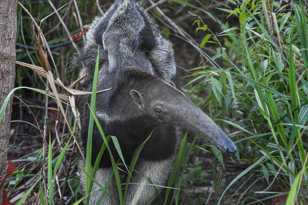 Giant anteater with baby on back (Karanambu)