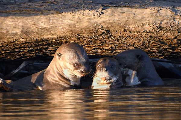 Familie reuzenotter