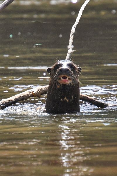 Reuzenotter in Burro Burro rivier