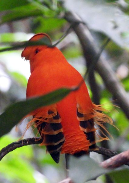 Oranje rotshaan in Iwokrama Forest