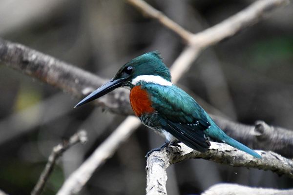 Groene ijsvogel