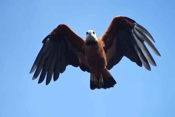 Moerasbuizerd bij Coesewijne