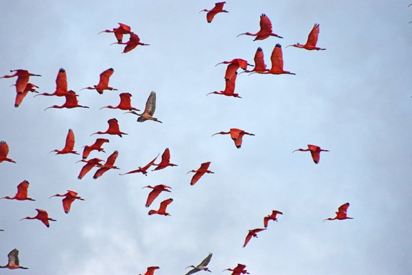 Rode ibissen op weg naar de slaapbomen bij Bigi Pan