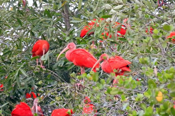 Rustende rode ibissen bij Bigi Pan