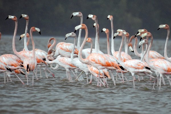 American flamingos bij Bigi Pan