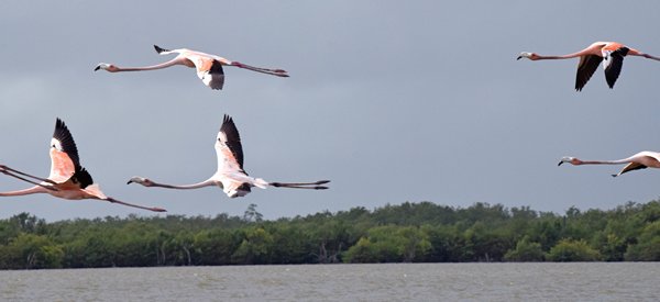 American flamingos bij Bigi Pan
