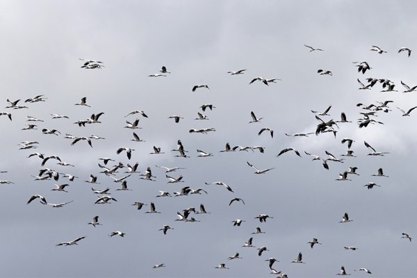 Grote zwerm Wood Storks bij Bigi Pan