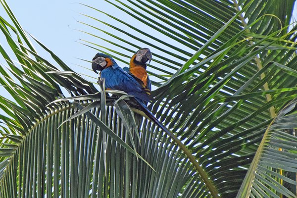 Blue-and-Yellow Macaws bij Cupido (Suriname)