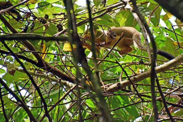 Aapje in de jungle bij het kamp bij Cupido (Suriname)