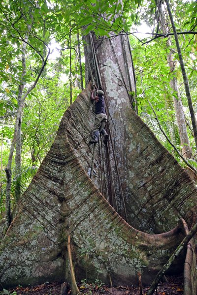 Reusachtige boom in de jungle bij de Maratakka