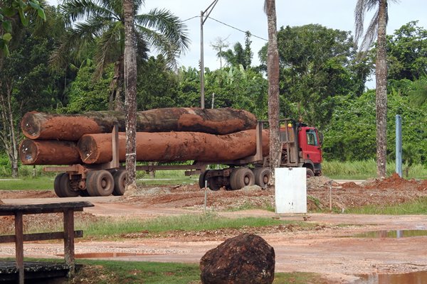 Enorme bomen worden afgevoerd in Suriname