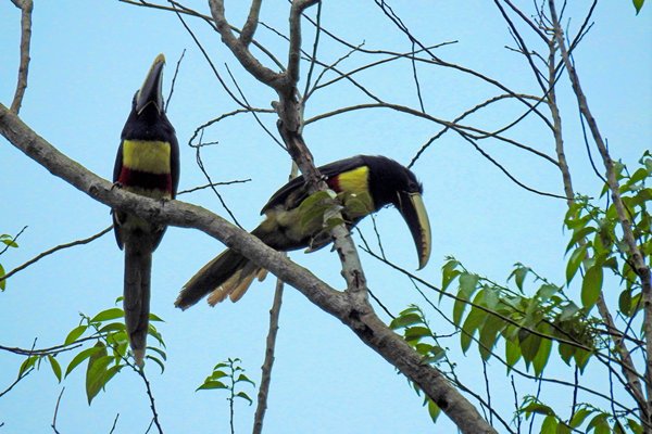 Black-necked Aracari (Zwartnekarassari)