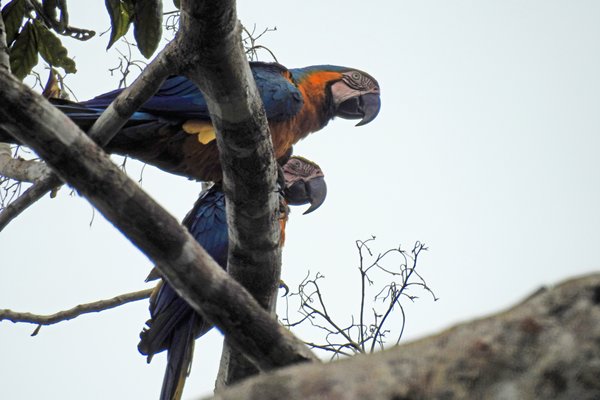 Blue-and-Yellow Macaws (Blauw-gele Ara)