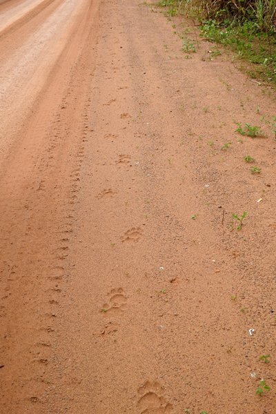 Jaguarsporen langs de weg