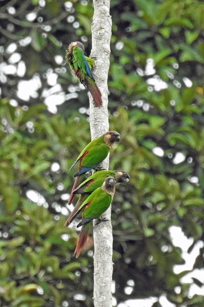 Painted Parakeets (Bonte Parkiet)