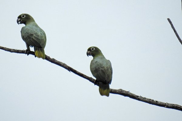 Mealy Parrot (Grote Amazone)