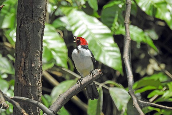 Red-capped Cardinal (Zwartkeelkardinaal)