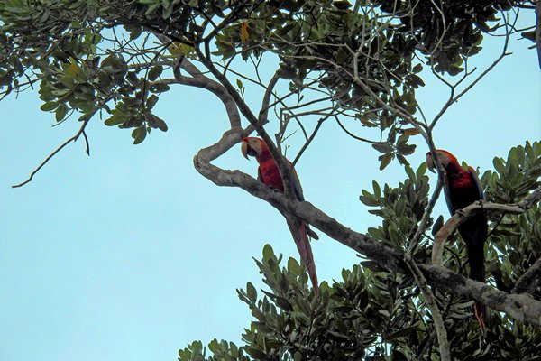Red-and-green Macaws (Groenvleugelara)