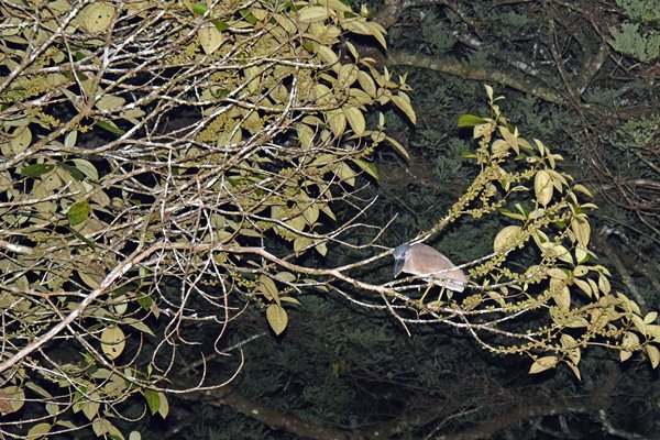Slapende Boat-billed Heron (Schuitbekreiger) in de Kaburi kreek
