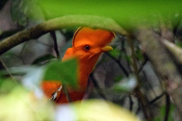 Guianan Cock-of-the-Rock (Oranje Rotshaan)