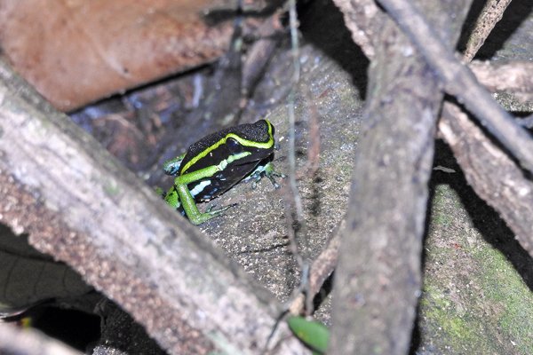 Three-striped poison frog (Ameerega trivittatus)