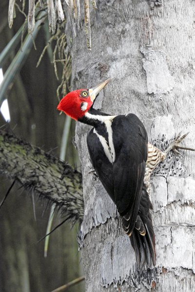 Crimson-crested Woodpecker (Zwartkeelspecht) bij de Raleigh vallen