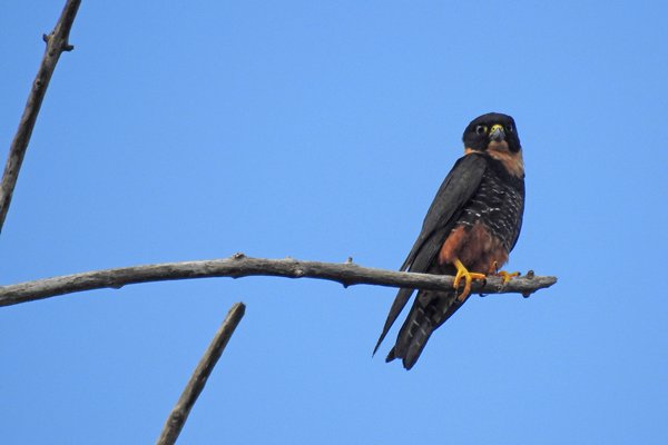 Orange-breasted Falcon (Bonte Slechtvalk)