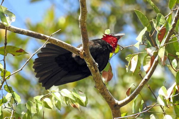 Purple-throated Fruitcrow (Purperkeelvruchtenkraai) bij Palumeu