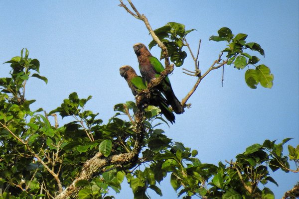 Red-fan Parrots (Kraagpapegaai) onderweg naar Poti Hill
