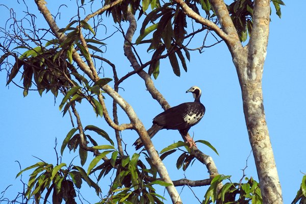Blue-throated Piping-Guan (Blauwkeelgoean) onderweg naar Poti Hill