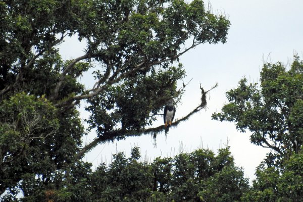 Harpy Eagle (Harpij) op ongeveer 700 meter afstand