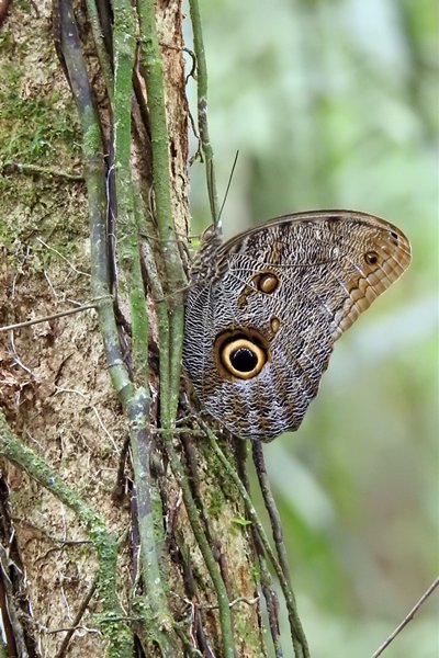 Morpho vlinder bij Palumeu