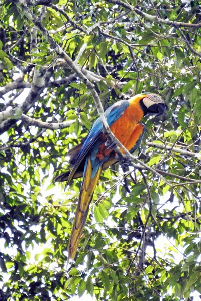 Blue-and-Yellow Macaw (Blauw-gele Ara) bij Palumeu
