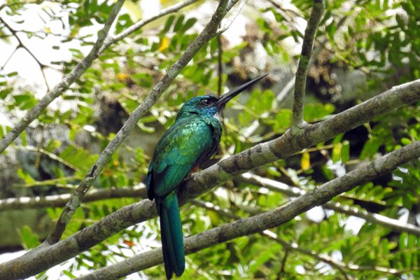 Green-tailed Jacamar (Groenstaartglansvogel) bij Palumeu