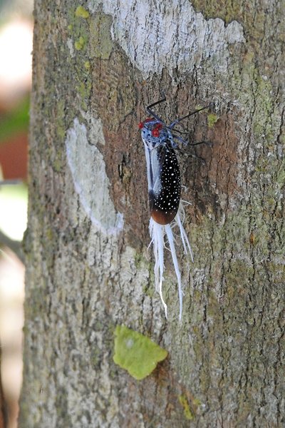 South American Waxtailed Leaf Hopper bij Palumeu