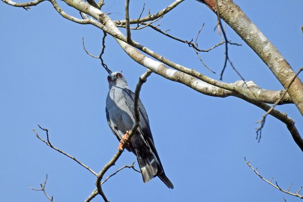 Plumbeous Kite (Donkergrijze Wouw) bij Palumeu