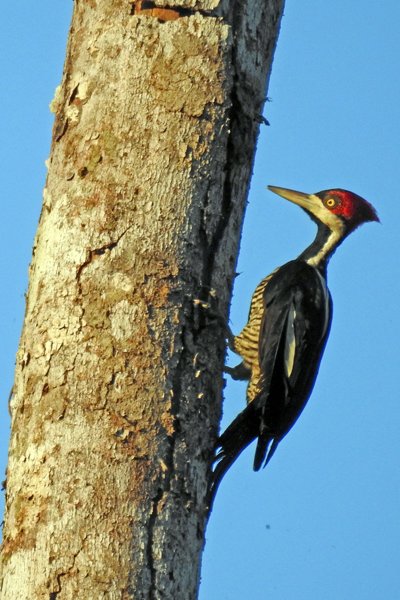Crimson-crested Woodpecker (Zwartkeelspecht), vrouwtje, bij Palumeu