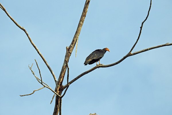 Greater Yellow-headed Vulture (Grote Geelkopgier) bij Palumeu