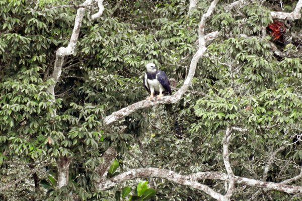Harpy Eagle (Harpij) bij Poti Hill