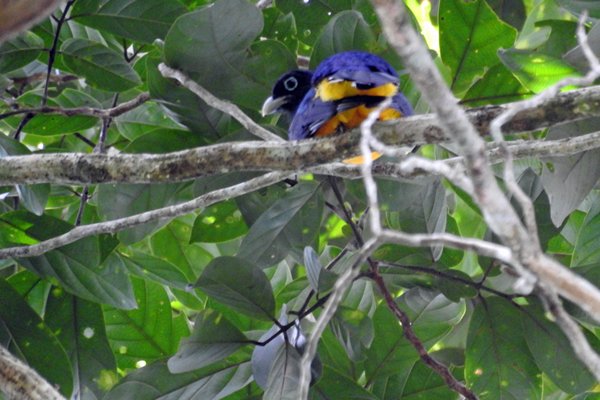 Guianan Trogon (Violette Trogon) bij Palumeu