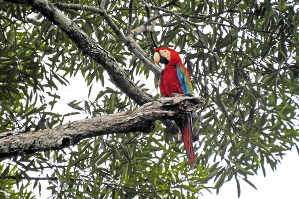 Red-and-green Macaw (Groenvleugelara) bij Palumeu