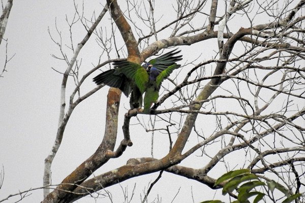 Vechtende Blue-headed Parrots (Zwartoormargrietje) bij Palumeu