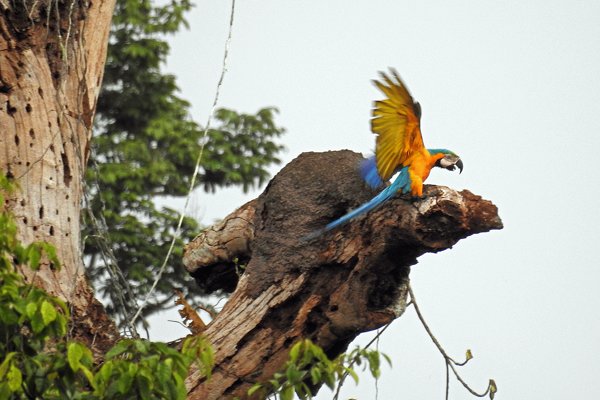 Blue-and-Yellow Macaw (Blauw-gele Ara) bij Palumeu