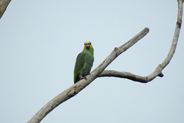 Orange-winged Parrot (Oranjevleugelamazone) bij Palumeu