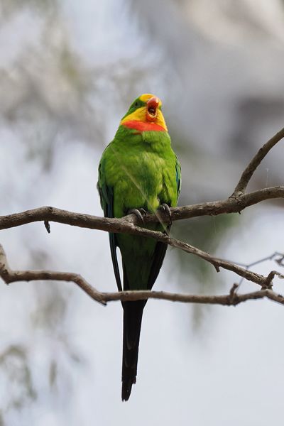 Barrabandparkiet in Murray Valley Regional Park, Australië