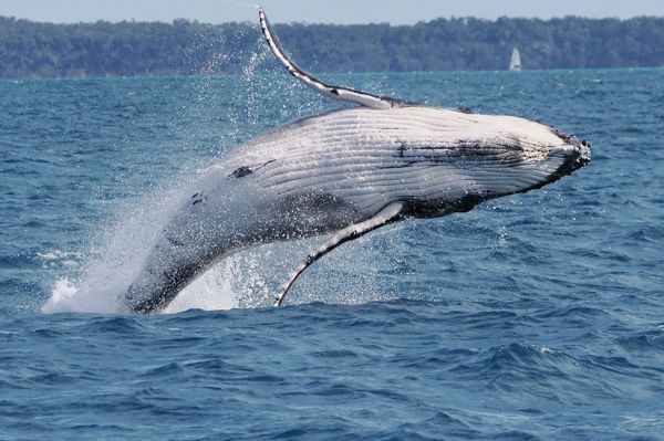 Walvis bij Hervey Bay, Australië